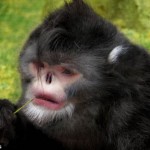 Rhinopithecus strykeri