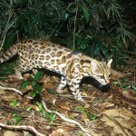 Leopardus guttulus