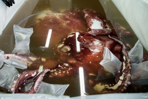 autopsie-calamar-colossal-2014