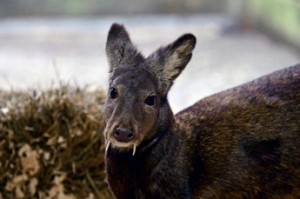 tLe cerf musqué afghan de retour après plus de 60 ans (Photo : Twitter).