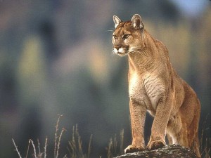 Cougar2