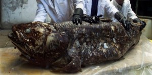 Coelacanthe pêché en 2001 par un pêcheur kenyan (SIMON MAINA / AFP