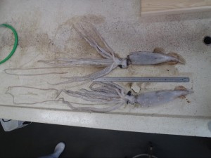 giant squid's babies