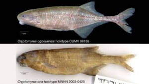 une nouvelle espèce de poisson découvert au Gabon