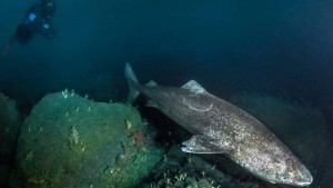 Les requins du Groenland pourraient vivre jusqu'à 400 ans