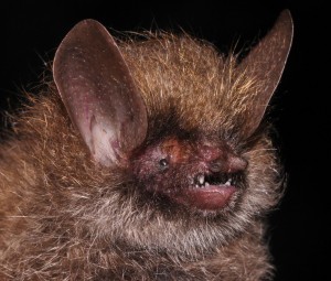 chauve-souris-wwf_5766837