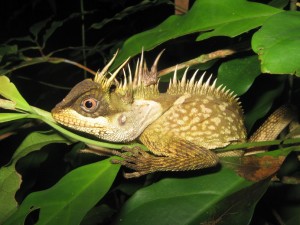 photo-en-date-du-15-septembre-2014-fournie-le-19-decembre-2016-par-wwf-d-un-lezard-figurant-parmi-163-nouvelles-especes-decouvertes-en-2015-en-thail