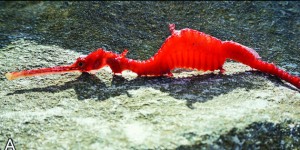 Dragon des mers rubis