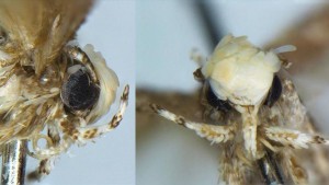 Neopalpa donaldtrumpi