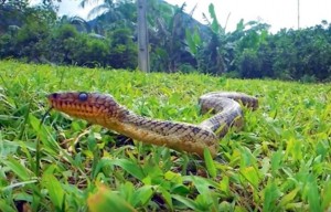 serpent le plus rare du monde
