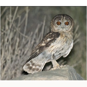 La nouvelle Chouette d'Oman (Strix omanensis), monts Al Jabal Al Akhdar (Oman), mai 2013.