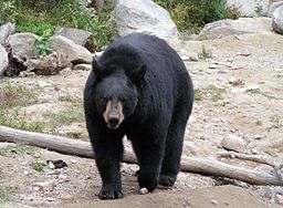 ours noir (par Diane Krauss)