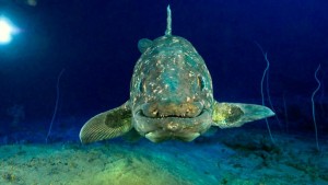 Coelacanthe-de-face-de-loin_Laurent-Ballesta_0