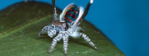 Une nouvelle espèce d'araignée-paon, comme celle-ci photographiée en 2004, a été découverte dans le nord de l'Australie, en 2017. (AUSCAPE / UIG / UNIVERSAL IMAGES GROUP / GETTY IMAGES)