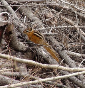 "Chipmunk" ou tamia (Photo E. JOYE)