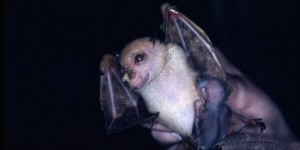 La-chauve-souris-Yoda-officiellement-reconnue-comme-une-nouvelle-espece