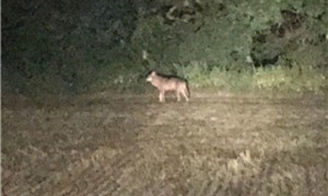  un agriculteur qui roulait en tracteur a aperçu un animal ressemblant fortement à un loup. (Photo : Gaston Origer)