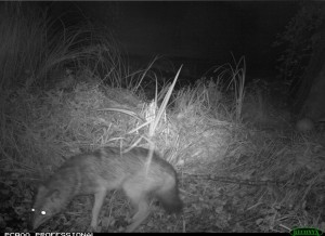 7791488810_l-animal-a-ete-pris-en-photo-par-des-chasseurs-de-haute-savoie