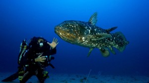 coelacanthe-plongee-fond-sous-marin-mer-plongeur-faune-sous-marine-7f2a4b-0@1x