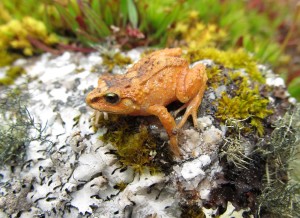 Hill-Dweller-Rubber-Frog-Pictures-courtesy-of-Rudolf-von-May-University-of-Michigan