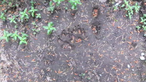 Empreintes de loup (Photo. E. JOYE)