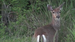 biche de cerf mulet (Photo E. JOYE)