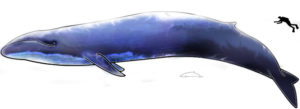 Comparaison entre une baleine bleue, un dauphin d'Hector et un humain